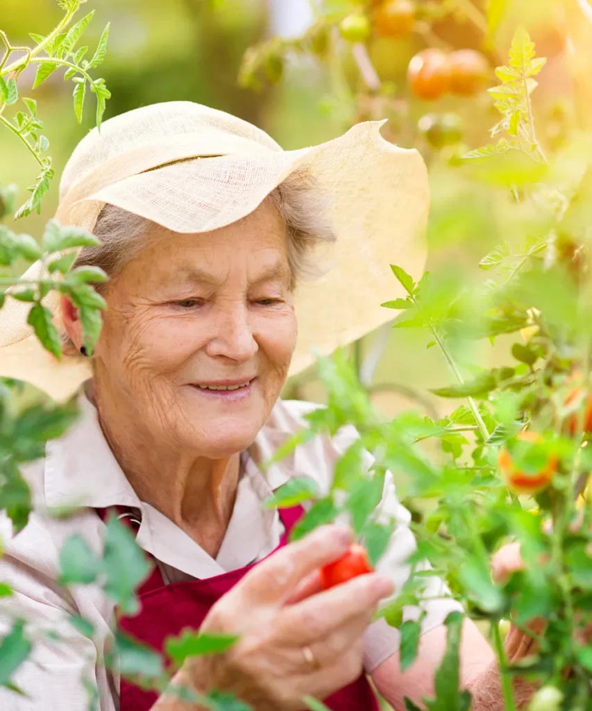 Seniorin mit Strohhut und roter Schürze pflückt reife Tomaten im sonnigen Garten, umgeben von grünen Tomatenpflanzen